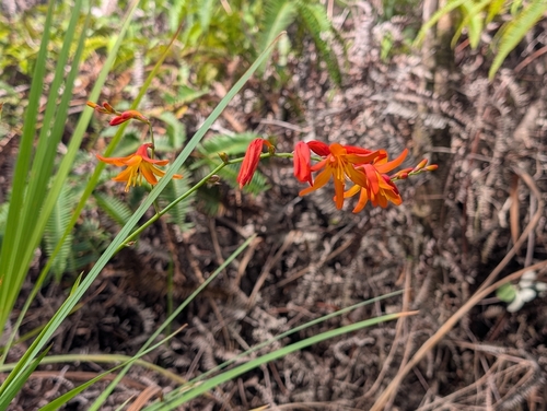 Crocosmia crocosmiiflora observed 2026-10-14