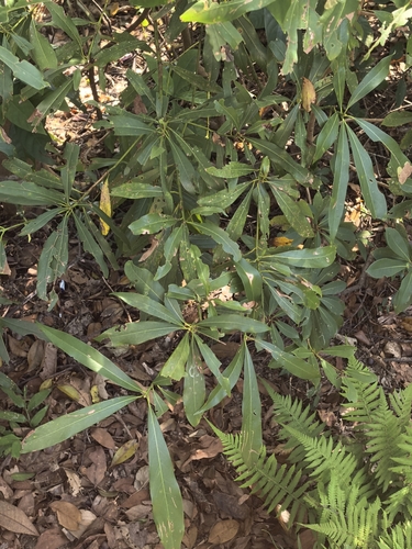 Machilus observed 2026-10-21