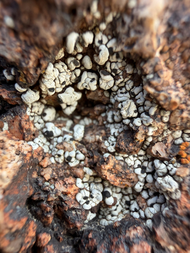 Buellia dispersa
