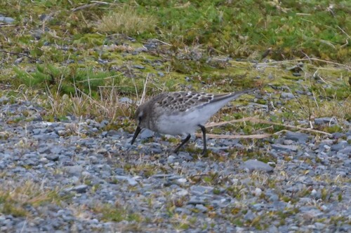 iNaturalist image