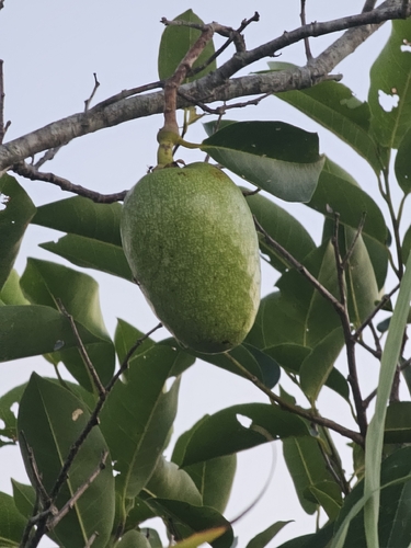 Annona glabra observed 2026-10-21