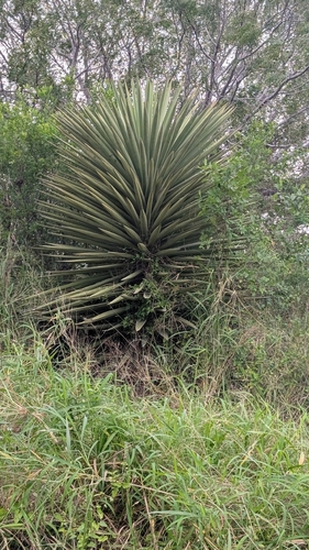 Spanish dagger