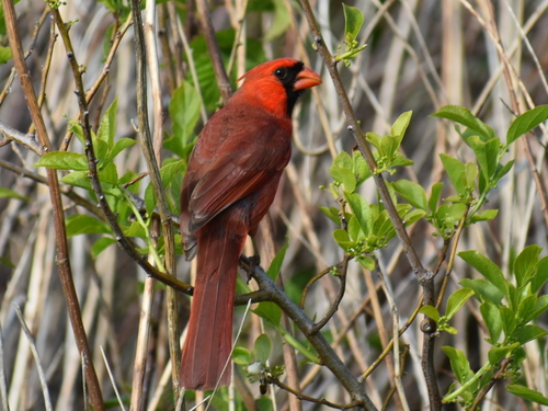Northern Cardinal photographed in Rhode Island