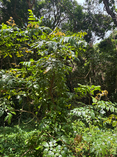 Leea guineensis observed 2026-10-12