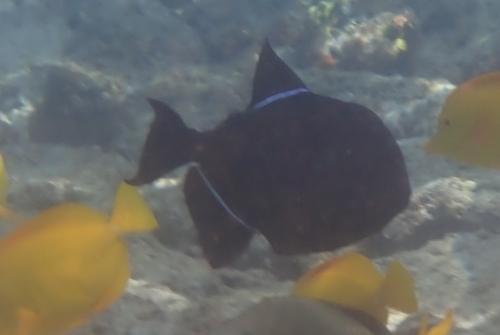 Melichthys niger observed 2026-10-20