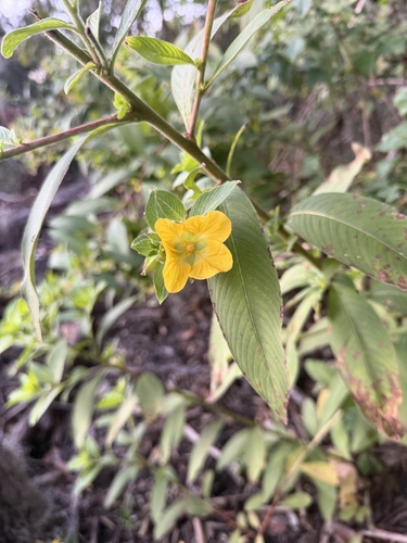 Ludwigia peruviana observed 2026-10-21