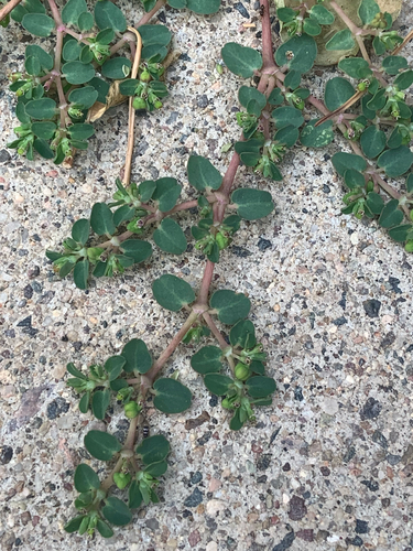 Euphorbia serpens observed 2026-10-21