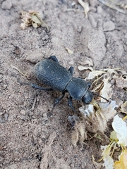 Cryptoglossa muricata