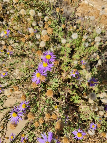Tahoka daisy