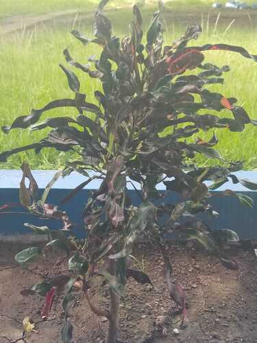 Codiaeum variegatum observed 2026-10-21