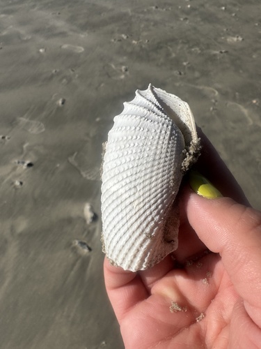 Cyrtopleura costata, 2026-10-21
