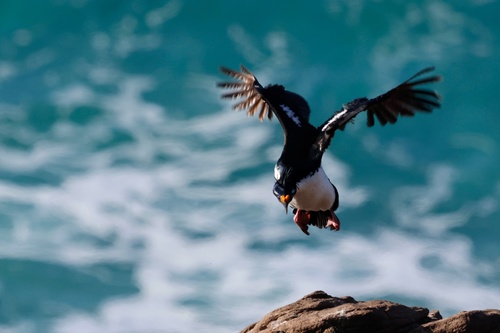 iNaturalist image