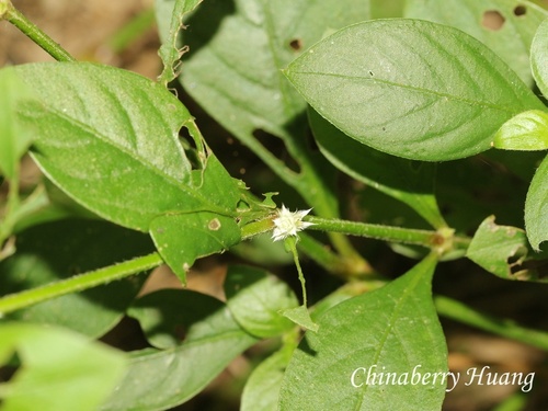Alternanthera ficoidea observed 2026-10-18