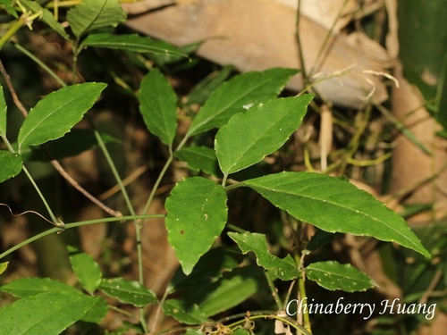 Tetrastigma observed 2026-10-18