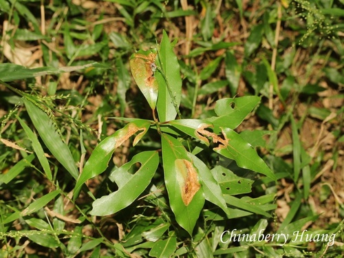 Machilus thunbergii observed 2026-10-18