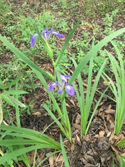 Iris brevicaulis