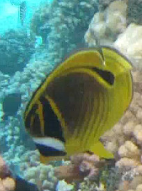 Chaetodon lunula observed 2026-10-20