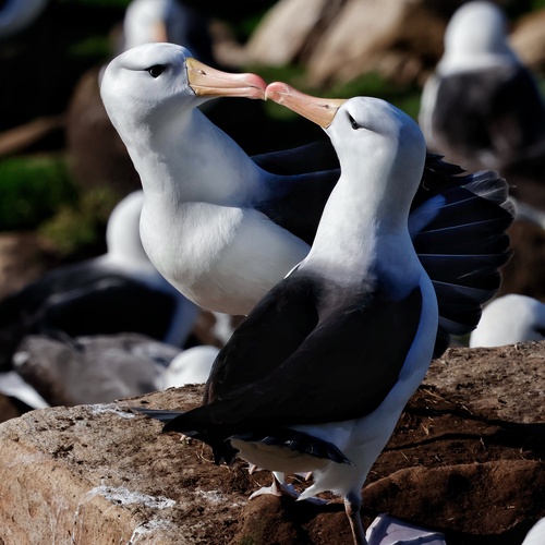 iNaturalist image