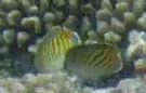 Chaetodon pelewensis observed 2026-10-20