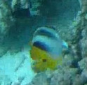 Chaetodon ulietensis observed 2026-10-20