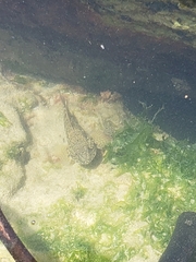 Bathygobius soporator