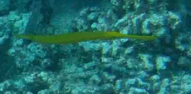 Aulostomus chinensis observed 2026-10-20