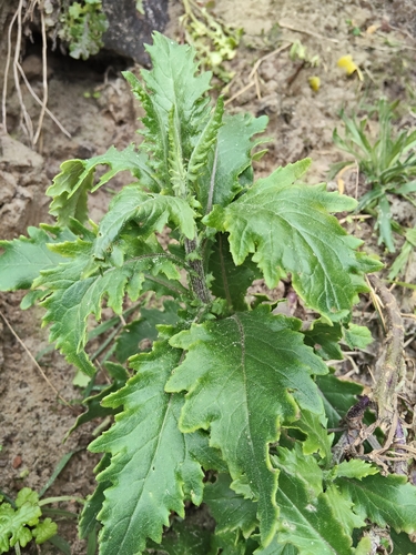 Senecio biserratus, 2026-10-22