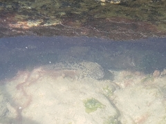 Bathygobius soporator