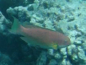 Chlorurus microrhinos observed 2026-10-20