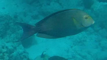 Acanthurus xanthopterus observed 2026-10-20