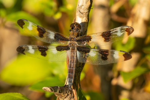 Twelve-spotted Skimmer