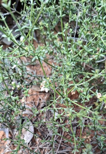 Westringia rigida, 2026-10-13