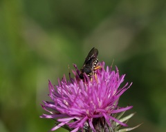 Pseudoanthidium nanum