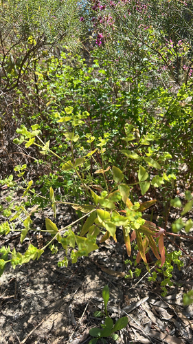 Euphorbia terracina, 2026-10-20