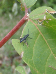 Oedemera atrata