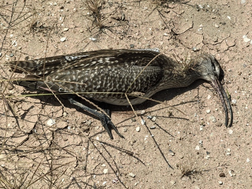 iNaturalist image