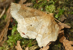 Metarranthis indeclinata