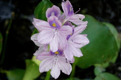 Pontederia crassipes image