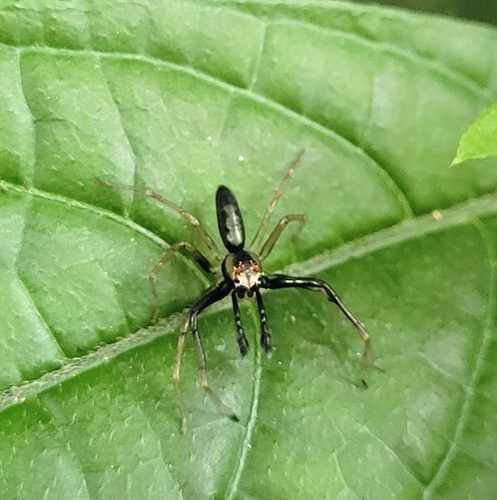 Lyssomanes leucomelas
