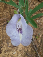 Clitoria