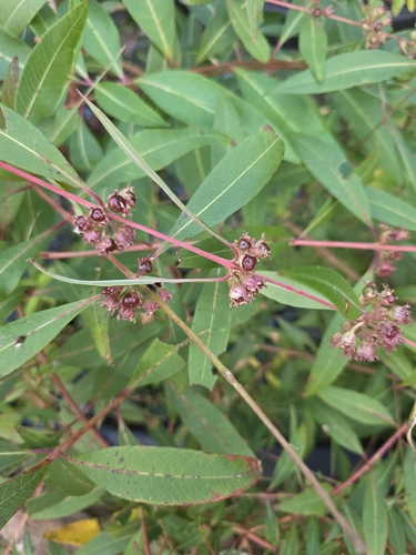 Decodon verticillatus observed 2026-10-21