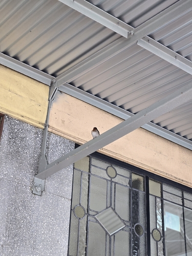 Hirundo tahitica observed 2026-10-22
