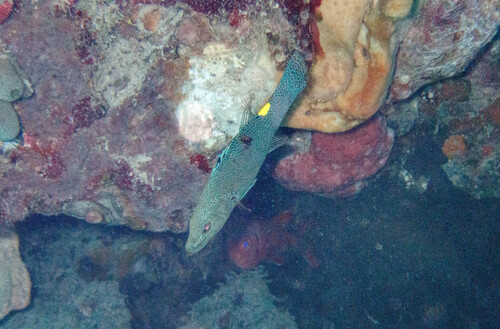 Belonoperca chabanaudi observed 2026-09-30