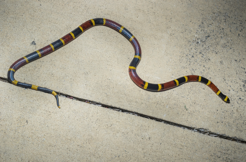 Micrurus fulvius observed 2026-10-21