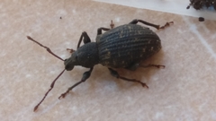 Otiorhynchus sulcatus