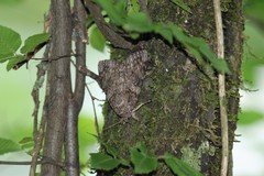 Catocala umbrosa