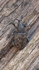 Otiorhynchus sulcatus