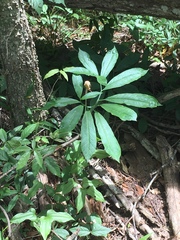 Arisaema dracontium image