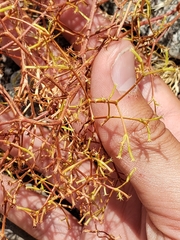 Chorizanthe brevicornu