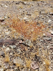Chorizanthe brevicornu